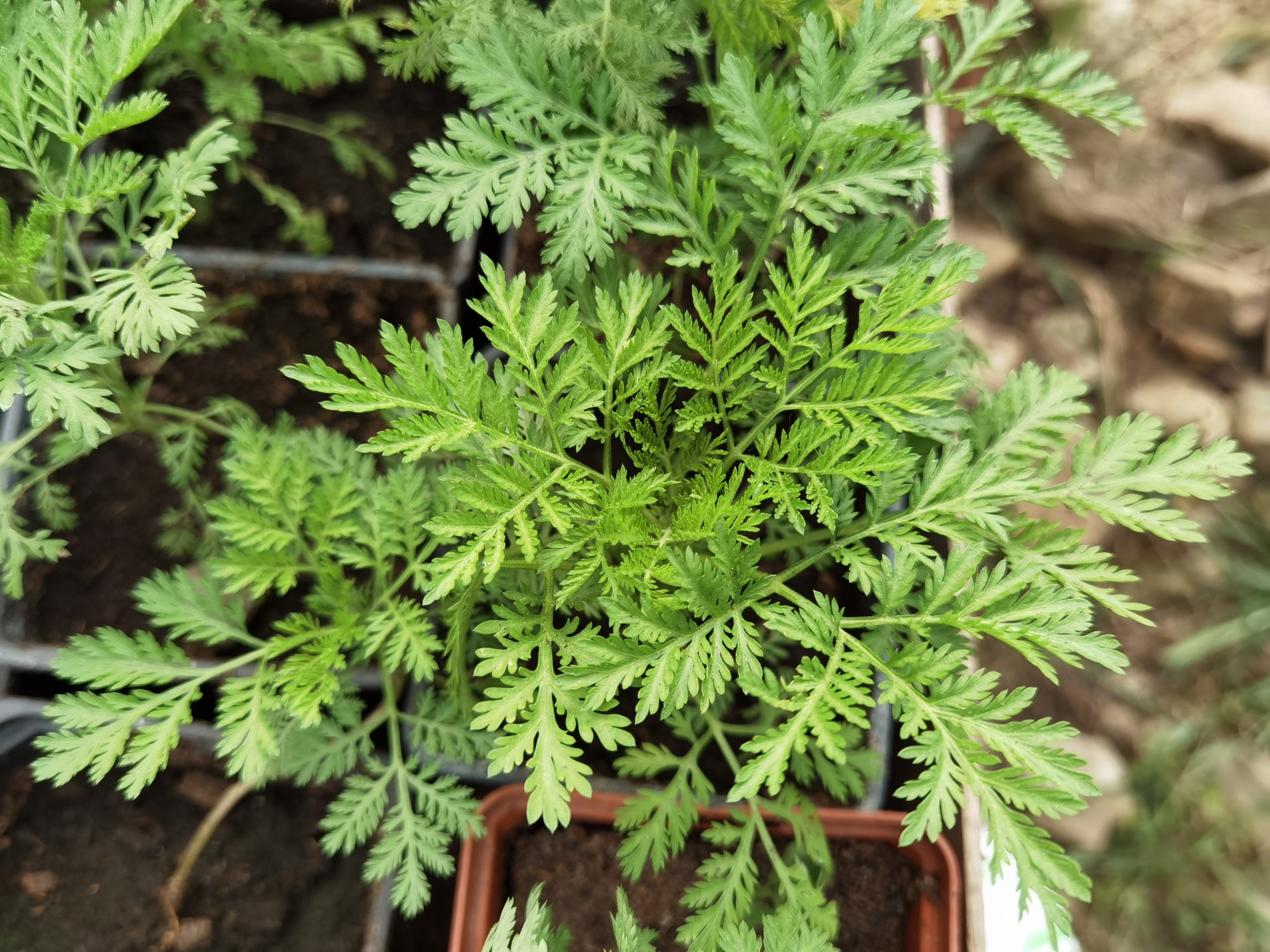 Artemisia annua